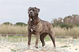 CANE CORSO 555